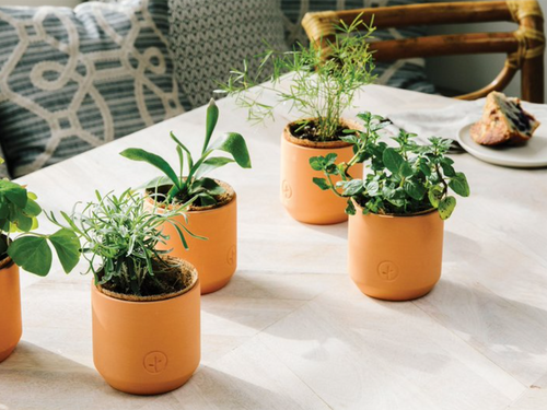 Tiny Terracotta Houseplant Cultivation Kit