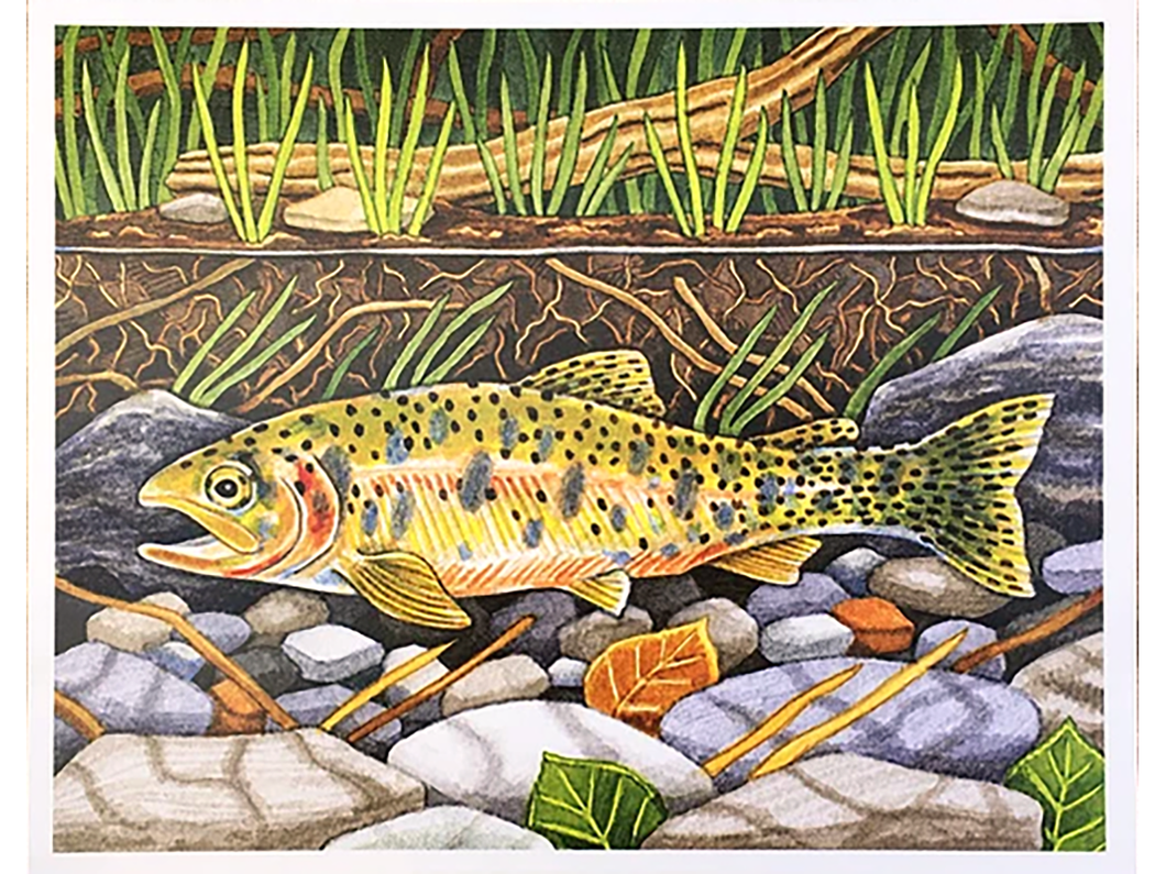 Cutthroat Trout Art Print, 8x10