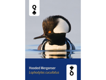 Birds of North America Card Deck