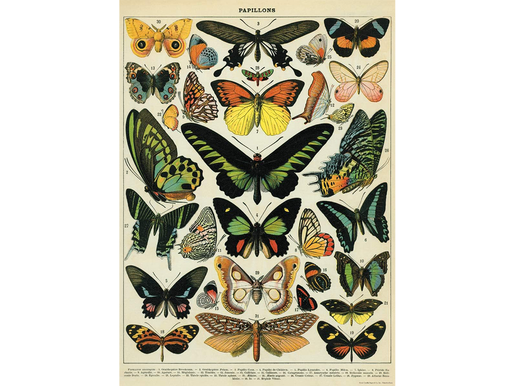 Butterfly Chart Poster, Single Sheet