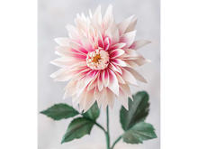 Crafting Paper Flowers by Emily Paluska