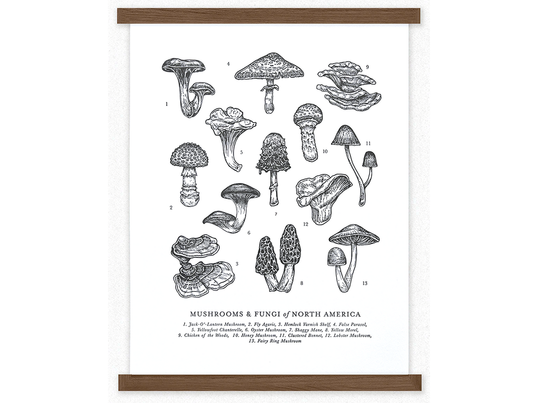 Mushrooms & Fungi Letterpress Art Print