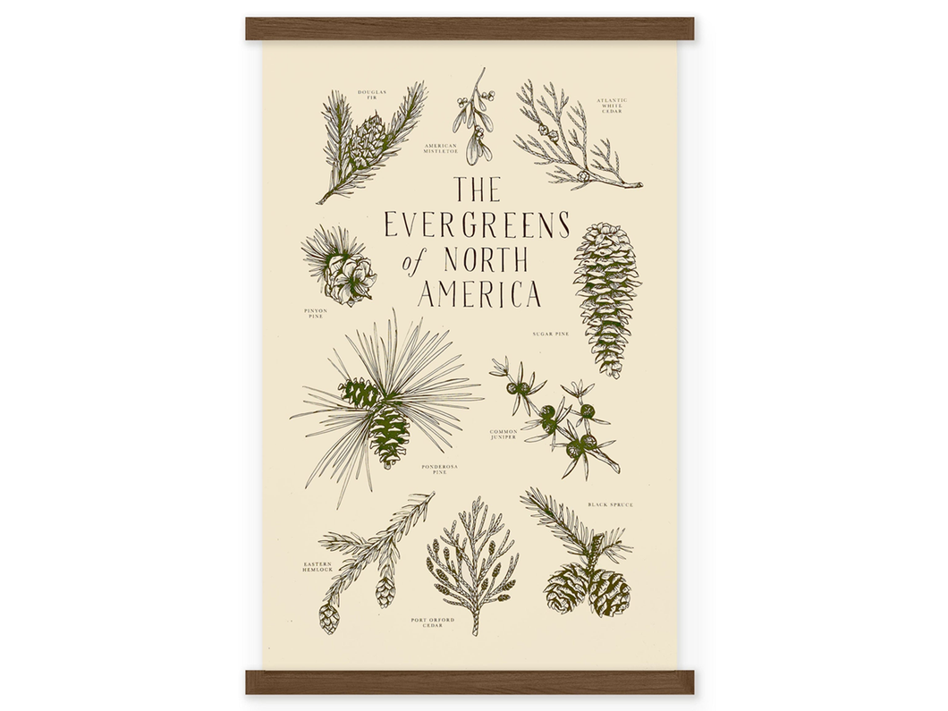 Evergreens of North America, Art Print