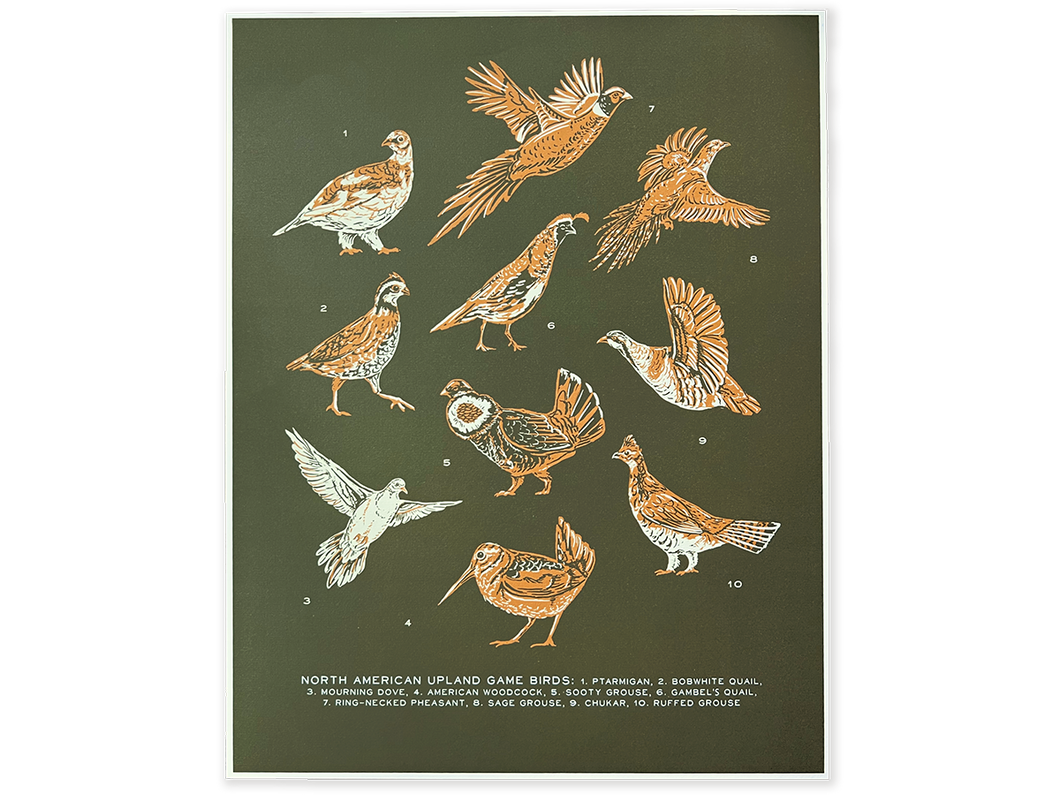 Upland Game Bird Art Print
