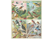 World of Birds 1,000 Piece Puzzle