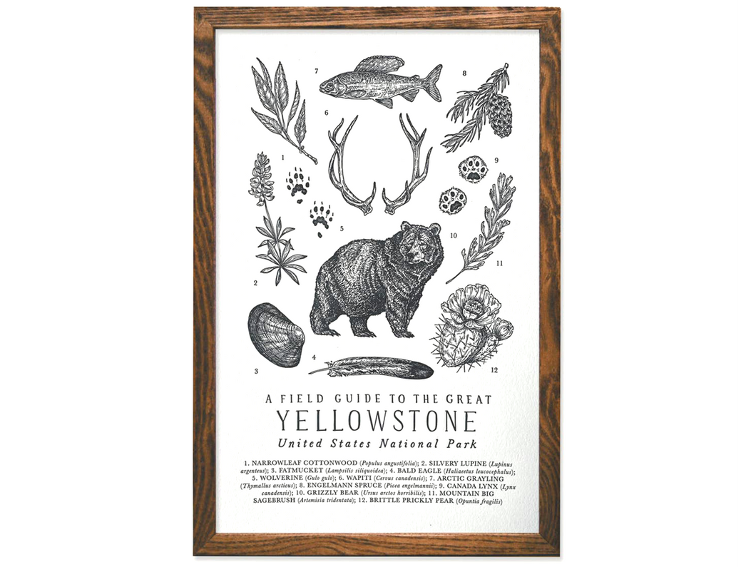 Yellowstone National Park Field Guide, Print