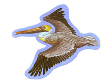 Brown Pelican Sticker