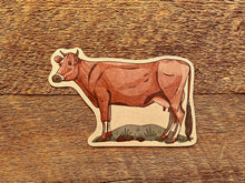 Jersey Cow Postcard