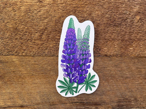 Lupine Postcard