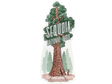 Sequoia National Park Tree Postcard