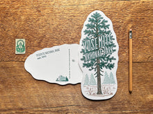 Yosemite National Park Pine Tree Postcard