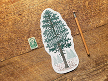 Yosemite National Park Pine Tree Postcard