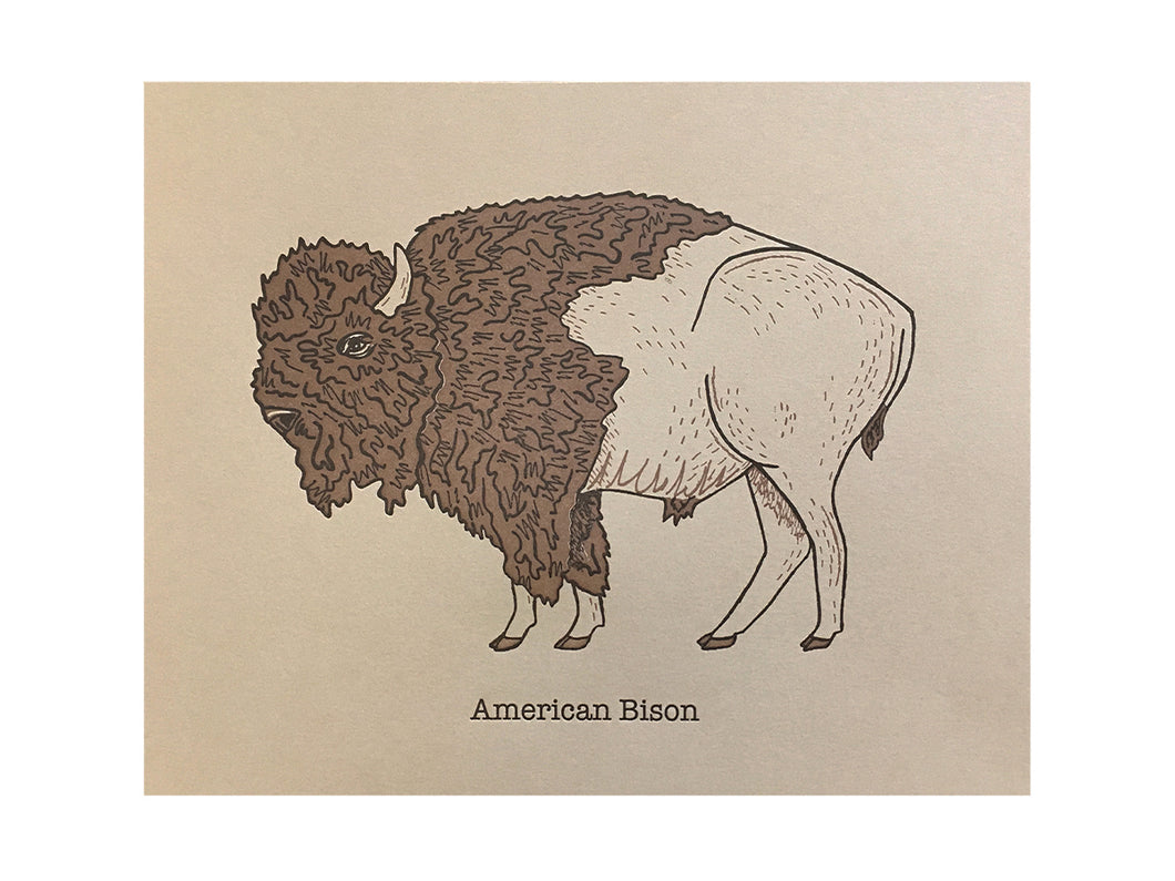 American Bison Art Print