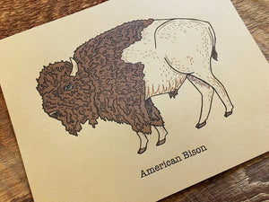 American Bison Art Print