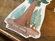 Sequoia Tree Postcard
