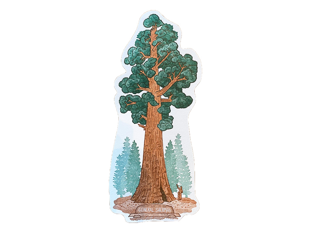 Sequoia Tree Postcard